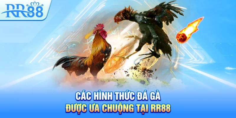 Các hình thức đá gà được ưa chuộng tại RR88