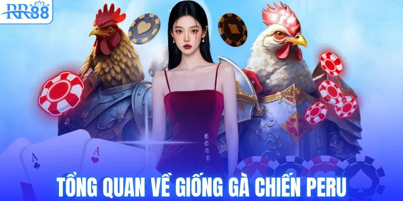 Tổng quan về giống gà chiến Peru